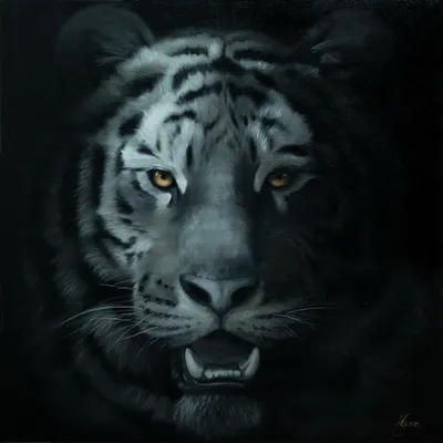 Черно Белый Красивый Тигр Черном Фоне стоковое фото ©jaalbers 376260076