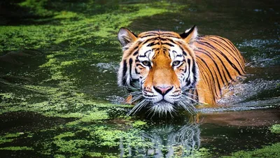 Чёрный тигр: фото, изображения и картинки