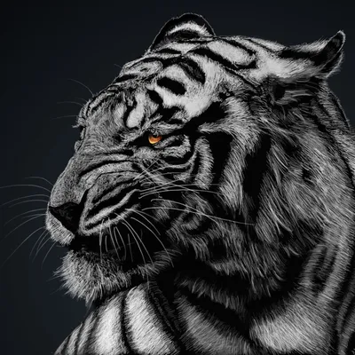 коричневый и черный тигр, лежащий на коричневой скале - онлайн-пазл