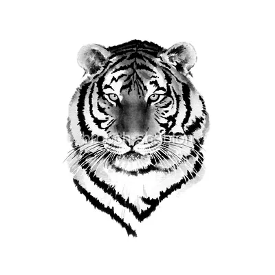 3D Фотообои «Тигр черно-белые» - купить в Москве, цена в Интернет-магазине  Обои 3D