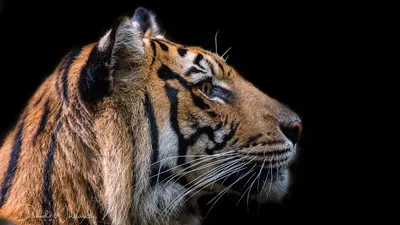 Тигр с черно-оранжевой полосой на морде | Премиум Фото