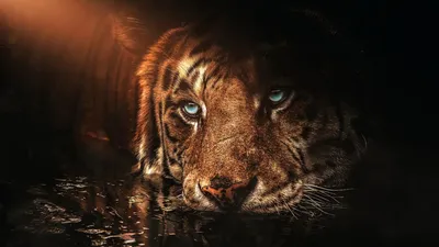 Фото Фантастический черный тигр с шерстью цвета индиго и горящими золотым  светом глазами, by SalamanDra-S