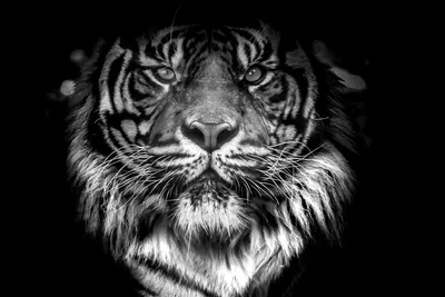 Тигр портрет - 39 фото