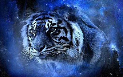 тигр на черном фоне, свободно, цветное изображение тигра, животное фон  картинки и Фото для бесплатной загрузки