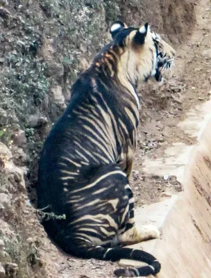 Картинка тигр Голова животное Черный фон 2560x1440