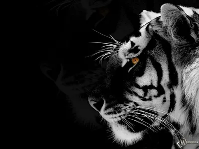 Темный тигр - картинки и фото poknok.art