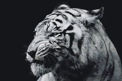 Новый год Тигра 2022: Черный водяной тигр сменит металлического быка | |  Infopro54 - Новости Новосибирска. Новости Сибири