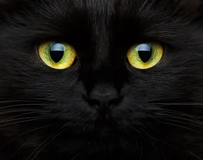 Чей черный вислоухий породистый кот (кошка) уже месяц живет на улице? Фото  из интернета. Район \"Глинозем\". | ВКонтакте