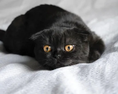 Чёрный вислоухий Шотландец кот» — создано в Шедевруме
