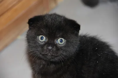 Британская вислоухая черная кошка - картинки и фото koshka.top