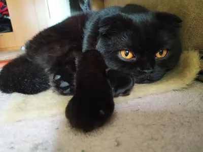 Чёрный кот | Милые котики, Котята, Котопес