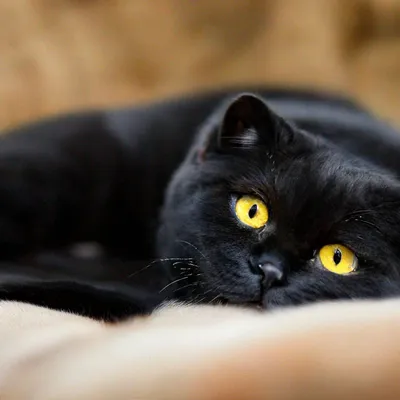 Черная вислоухая кошка - 74 фото