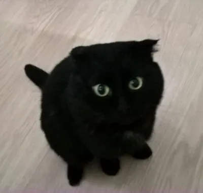 Черный вислоухий кот с голубыми глазами - 66 фото