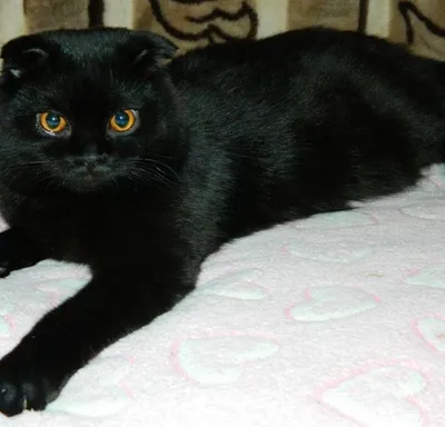 Шотландский вислоухий чёрный кот …» — создано в Шедевруме