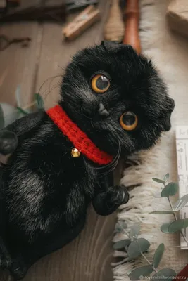 Вислоухий черный кот - Доска бесплатных объявлений Mur.tv