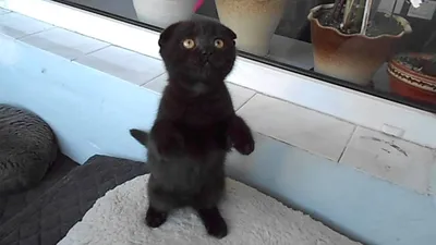 Черные вислоухие коты (44 лучших фото)