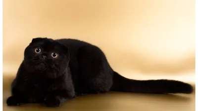 черный вислоухий котенок – купить в Улан-Удэ, цена 2 500 руб., продано 18  мая 2018 – Кошки