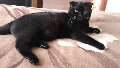 Создать мем \"британский вислоухий котенок черный, скоттиш фолд шотландская,  кот породы шотландец черный\" - Картинки - Meme-arsenal.com