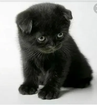 Черный вислоухий кот шотландец - 50 фото