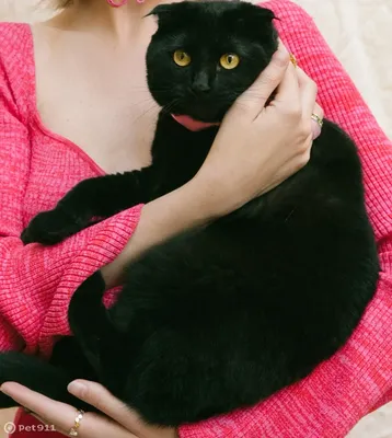 Черный вислоухий котенок - 76 фото
