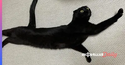 Шотландская вислоухая черная кошка - YouTube