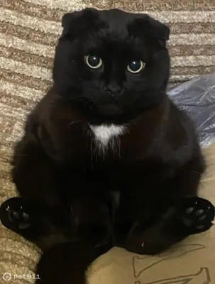 Вислоухий кот черный с желтыми глазами порода - картинки и фото koshka.top