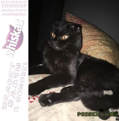 Толстый черный вислоухий кот» — создано в Шедевруме