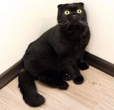 Черный вислоухий кот Отдаём. Взрослый, возраст не знаем. Ветеринар говорит,  года 3-4. Черный,.. | ВКонтакте