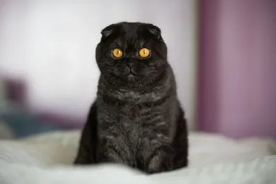 Черный вислоухий котенок с желтыми глазами - 73 фото