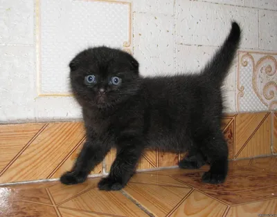 Шотландская, вислоухая, черная кошка – купить в Домодедово, цена 3 000  руб., продано 13 декабря 2017 – Кошки