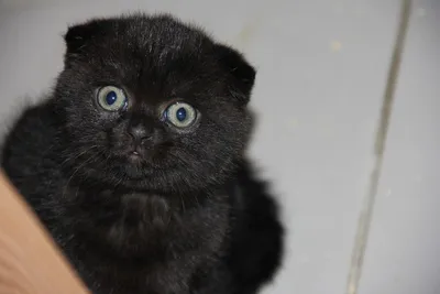 Пропал черный кот на ул. Грибоедова, Иваново | Pet911.ru