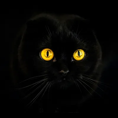 Чёрный вислоухий кот» — создано в Шедевруме