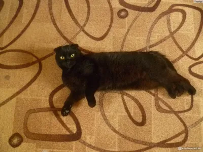 Пропала кошка Чёрный, вислоухий кот | Pet911.ru