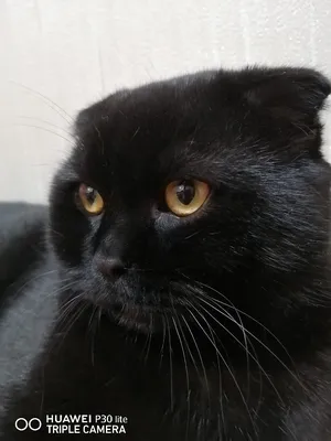 Котик Кузя чёрный вислоухий кот: Бесплатно - Кошки Актау на Olx
