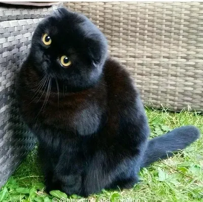 Кусь из темноты: познакомьтесь с самым черным котом в интернете - Афиша  Daily