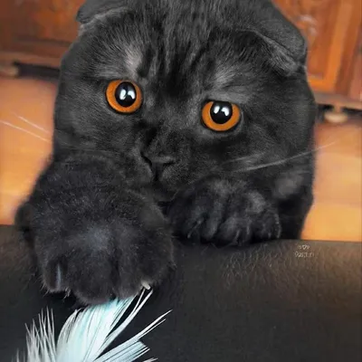 Черный вислоухий котенок (60 фото) | Котенок, Шотландские вислоухие котята,  Кошечка