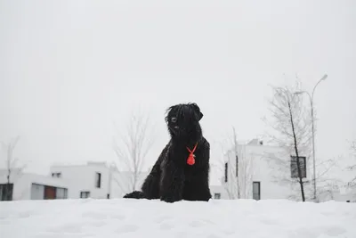Чебоксары Отдаю собаку (сука) порода чёрный терьер, 5 лет. Добрая,  послушная, неприхотливая. Паспорт с прививками.. | ВКонтакте