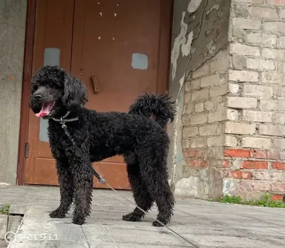 Русский Черный Терьер - «Русский чёрный терьер собака для сильного,  активного и уверенного хозяина. » | отзывы
