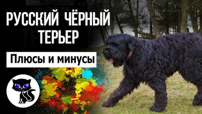 Терьер породы собаки русский черный Стоковое Фото - изображение  насчитывающей подшерсток, молодо: 96225856