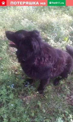 Пропала собака Джекки, чёрный пудель. Награда! | Pet911.ru
