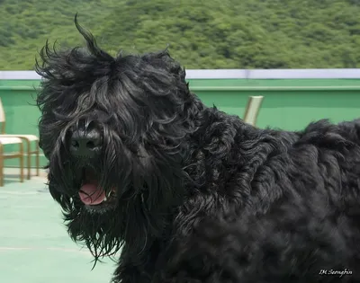 Карликовый пудель собака: фото, характер, описание породы