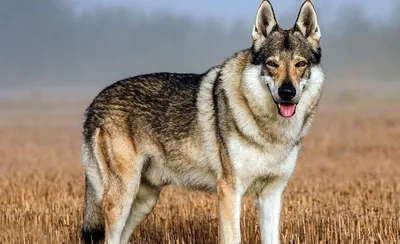 Чистокровная Чехословацкая Волчья Собака | Яра | Дзен