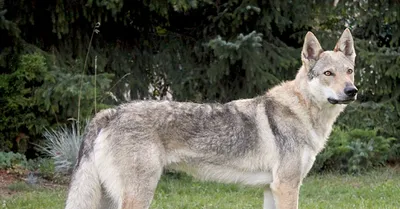 О породах собак. Чехословацкий влчак; Волчья собака Саарлоса. | Пикабу