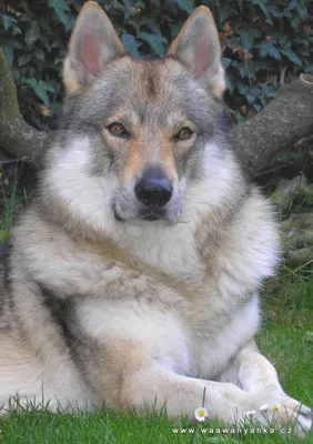 Величественная чехословацкая волчья собака - фото и обои. Красивое  изображение \"Величественная чехословацкая волчья собака\" на рабочий стол