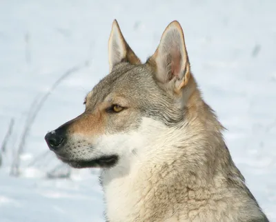 Чехословацкая волчья собака | Royal Canin UA