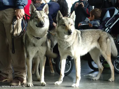 Чехословацкая волчья собака (35 фото) - 35 фото