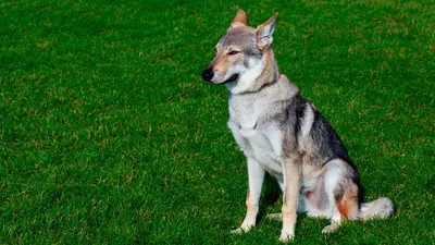 SOBAKI.PRO | Породы собак | Чехословацкий волчак | Фото 6394