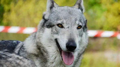 Чехословацкий влчак собака: фото, характер, описание породы