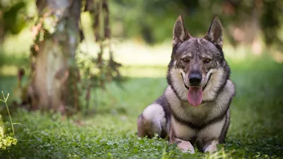 Любители собак породы Чехословацкий влчак