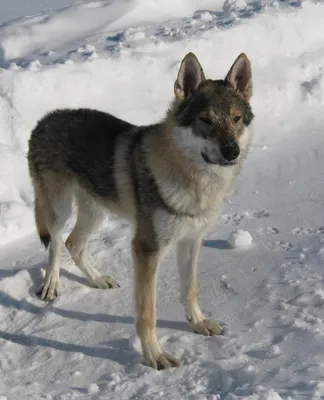 Чехословацкая волчья собака - DogZilla